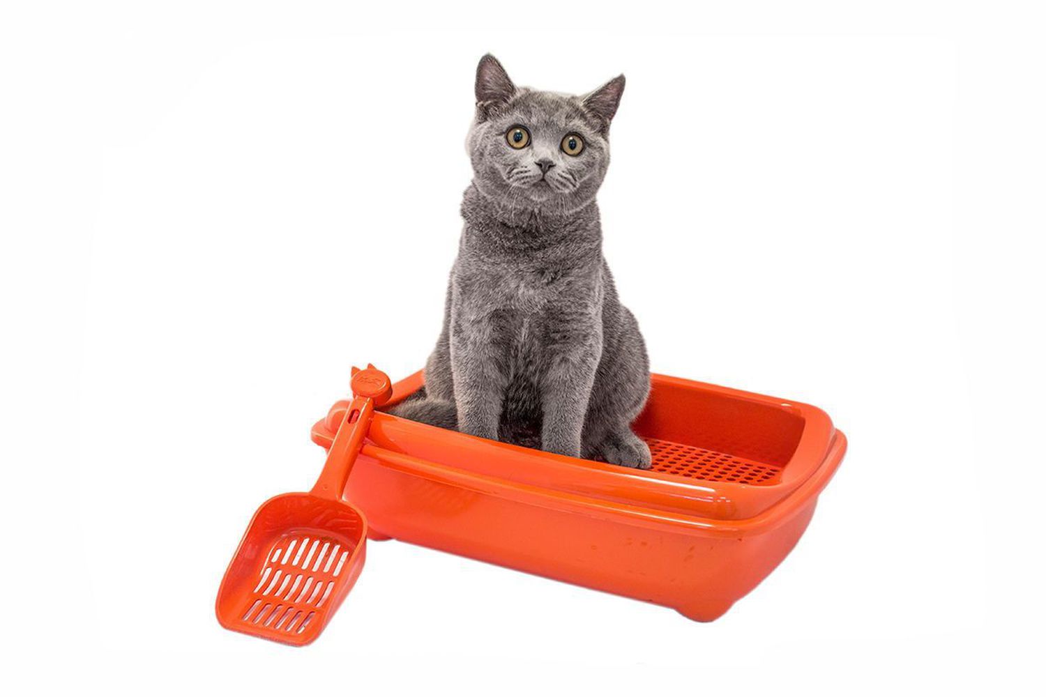 Фото Туалет ZooM для кошек глубокий + рамка-сетка 43*30*12 см 