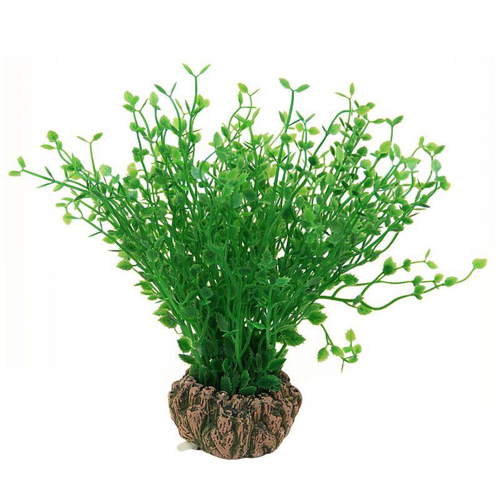 Фото Растение Laguna 1902AR с распылителем "Бакопа мелколистная" зеленая, 7*7*20 см 