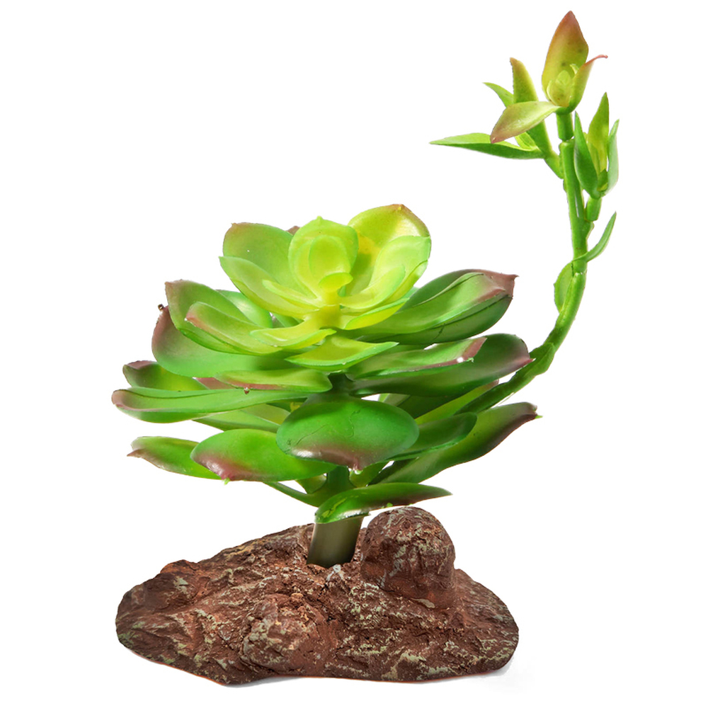 Фото Растение Laguna "Эониум", 10*10*16 см 